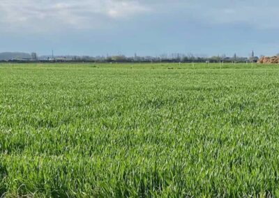 Houplines, near Armentieres